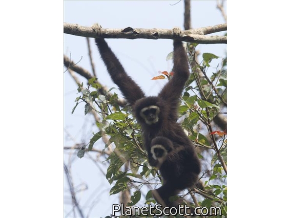 White-handed Gibbon (Hylobates lar) - with Baby