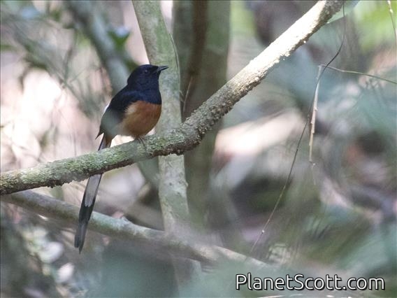 White-rumped Shama (Copsychus malabaricus)