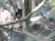 White-rumped Shama (Copsychus malabaricus)