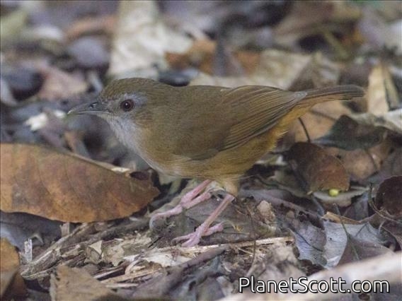 Abbott's Babbler (Turdinus abbotti)