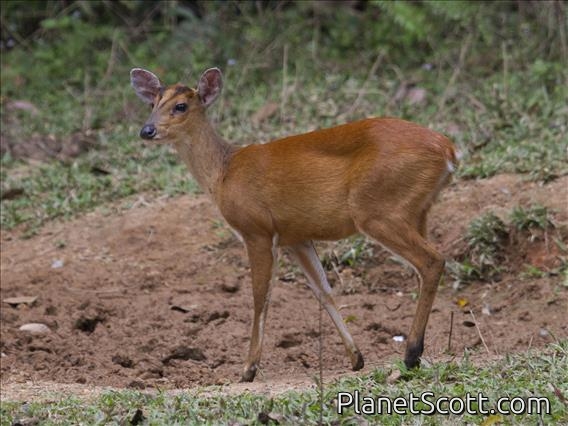 Northern Red Muntjac (Muntiacus vaginalis)