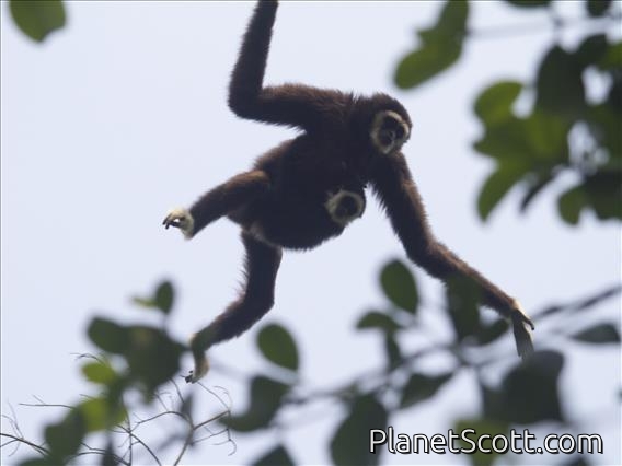 White-handed Gibbon (Hylobates lar)