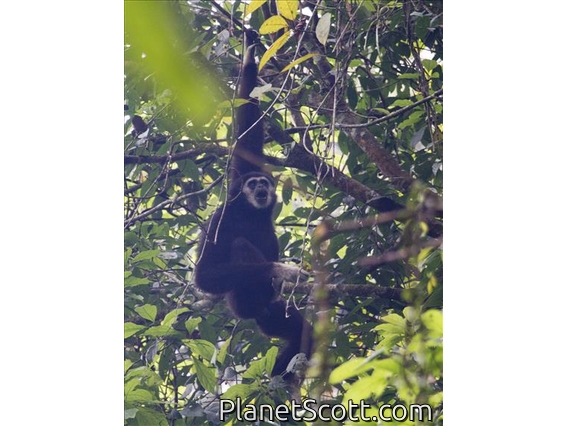 White-handed Gibbon (Hylobates lar)
