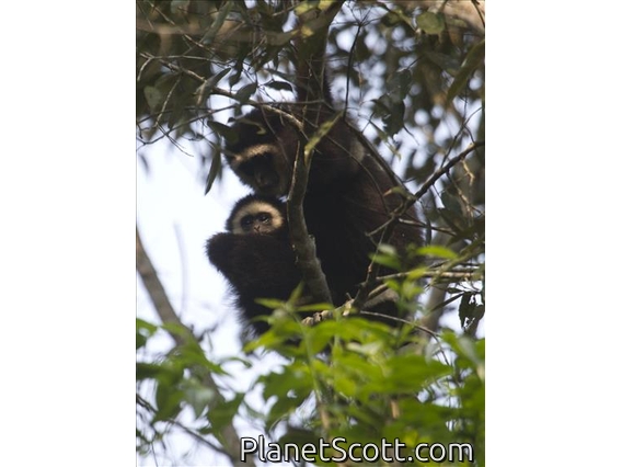 White-handed Gibbon (Hylobates lar)