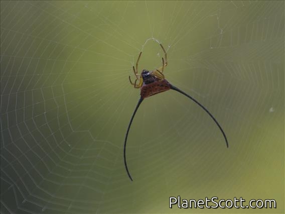 Long-horned Orbweaver (Macracantha arcuata)