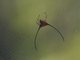 Long-horned Orbweaver (Macracantha arcuata)