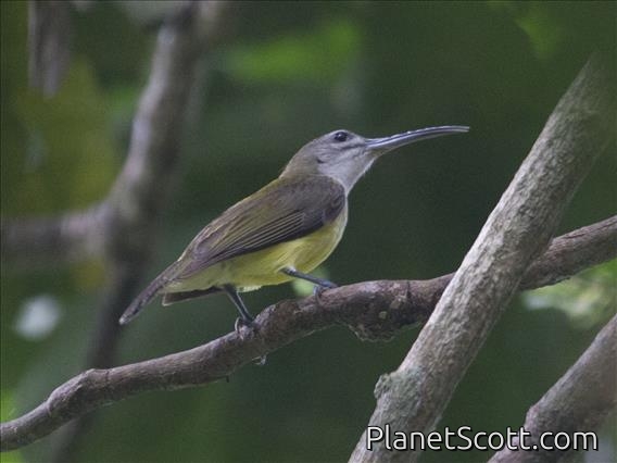 Little Spiderhunter (Arachnothera longirostra)
