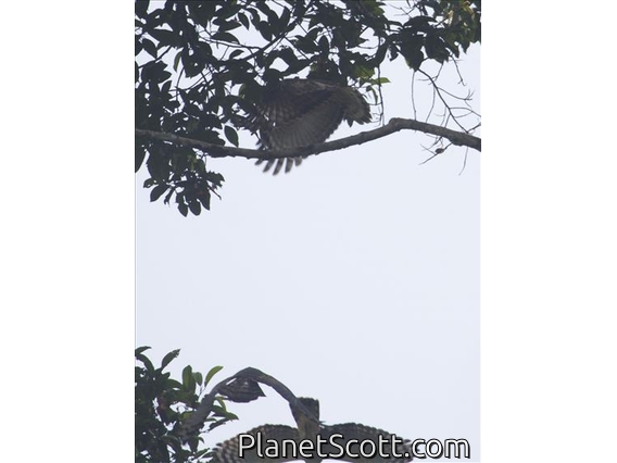 Jerdon's Baza (Aviceda jerdoni)