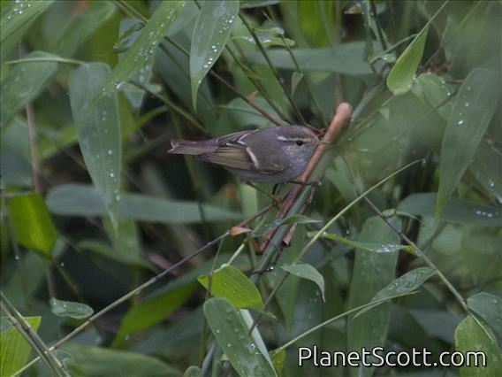 Yellow-browed Warbler (Phylloscopus inornatus)