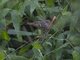 Yellow-browed Warbler (Phylloscopus inornatus)