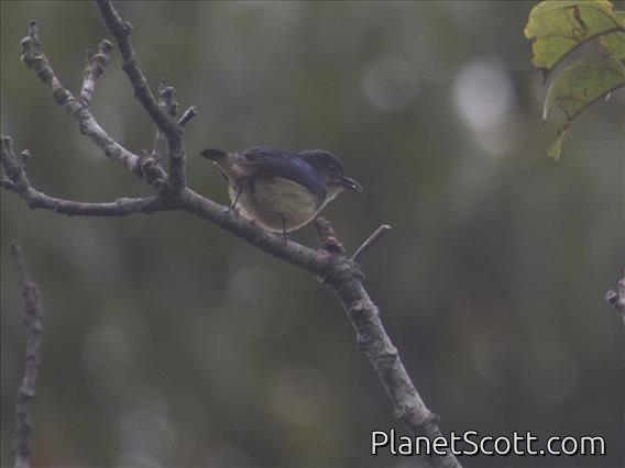 Scarlet-backed Flowerpecker (Dicaeum cruentatum) - Female