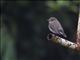 Taiga Flycatcher (Ficedula albicilla)
