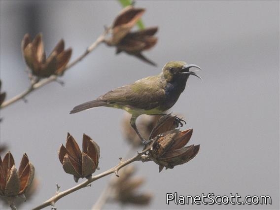 Ornate Sunbird (Cinnyris ornatus)