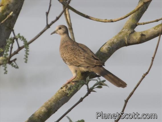 Spotted Dove (Streptopelia chinensis) - Juvenile