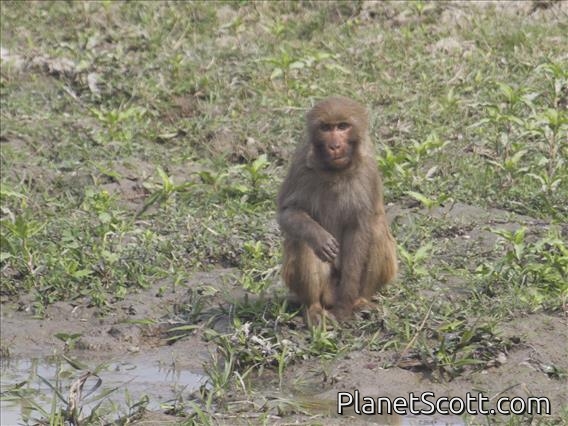Rhesus Macaque (Macaca mulatta)