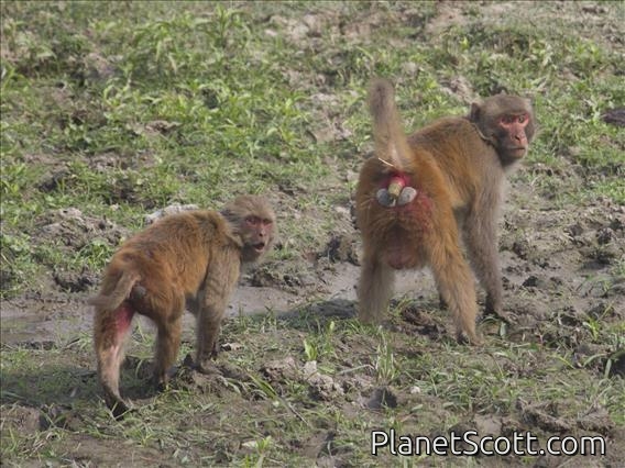 Rhesus Monkey (Macaca mulatta)