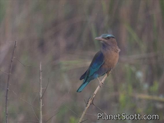 Indochinese Roller (Coracias affinis)
