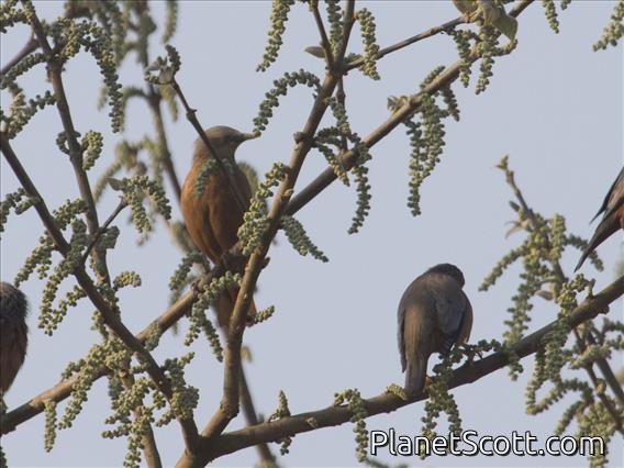 Chestnut-tailed Starling (Sturnia malabaricus)