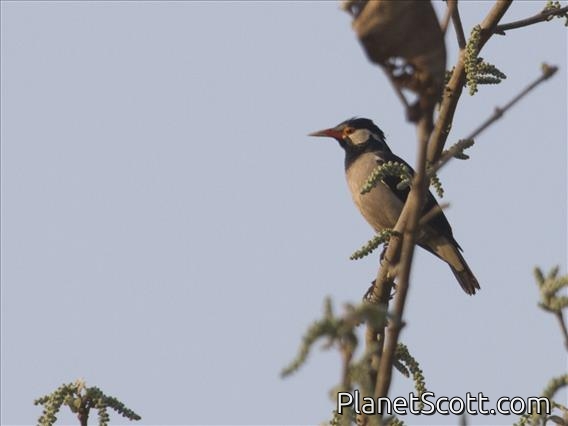 Asian Pied Starling (Gracupica contra)