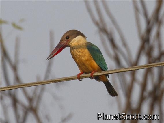 Stork-billed Kingfisher (Pelargopsis capensis)