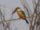 Stork-billed Kingfisher (Pelargopsis capensis)