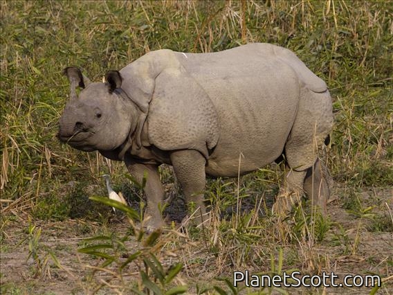 Indian Rhinoceros (Rhinoceros unicornis)