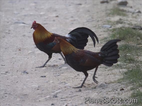 Red Junglefowl (Gallus gallus)