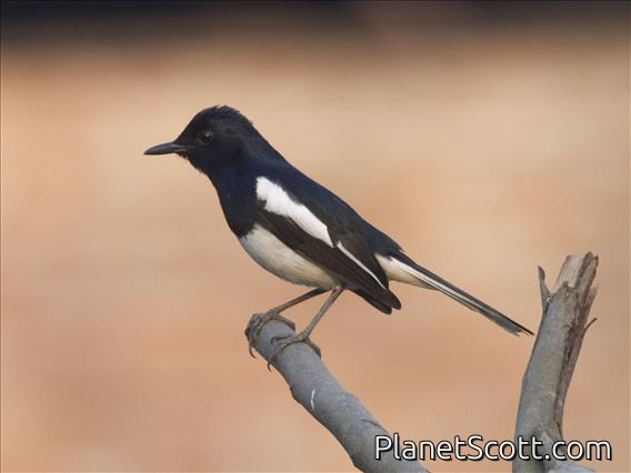 Oriental Magpie-Robin (Copsychus saularis)