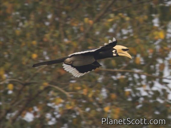 Oriental Pied-Hornbill (Anthracoceros albirostris)