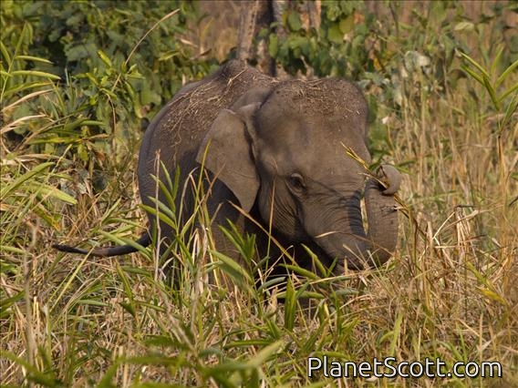 Asiatic Elephant (Elephas maximus)