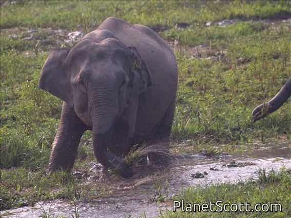 Asiatic Elephant (Elephas maximus)