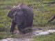 Asiatic Elephant (Elephas maximus)
