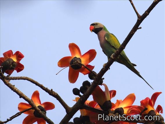 Red-breasted Parakeet (Psittacula alexandri)