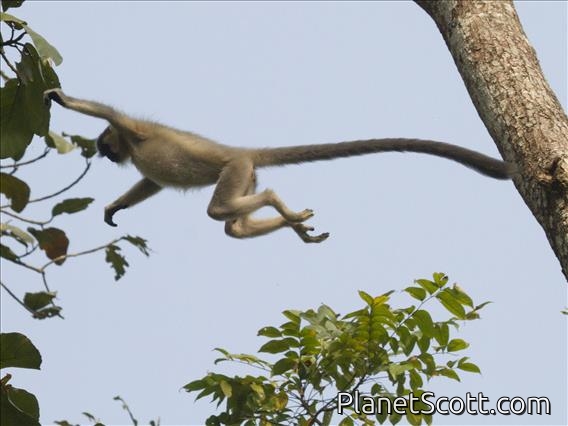 Capped Langur (Trachypithecus pileatus) - In Action