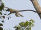 Capped Langur (Trachypithecus pileatus) - In Action