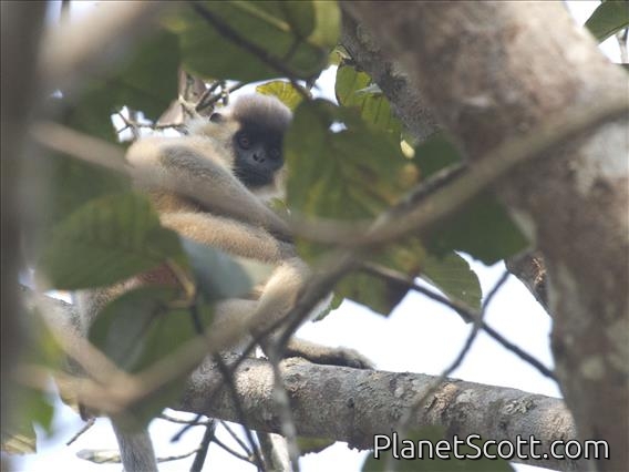 Capped Langur (Trachypithecus pileatus)