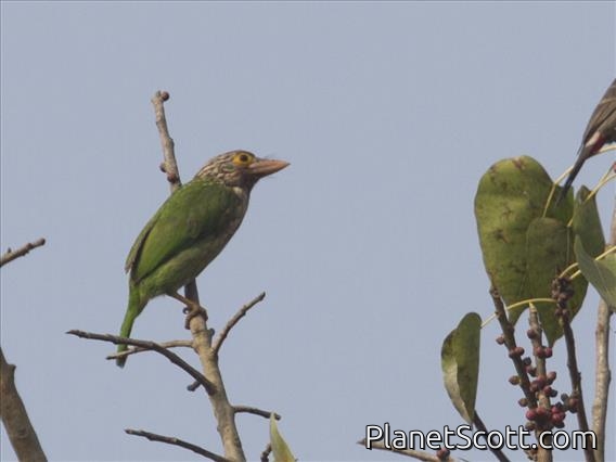 Lineated Barbet (Psilopogon lineatus)