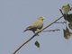 Yellow-footed Green-Pigeon (Treron phoenicopterus)