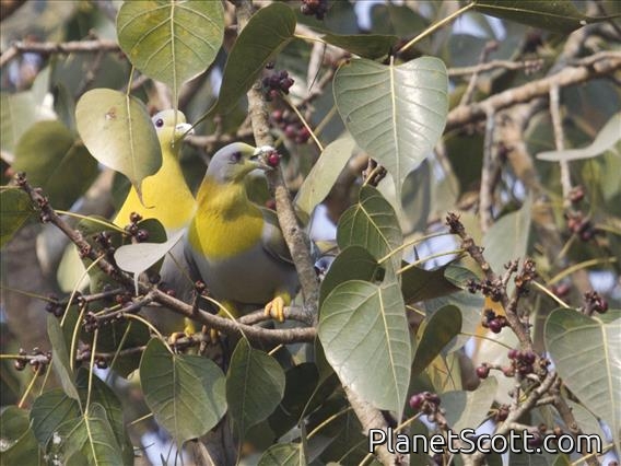Yellow-footed Pigeon (Treron phoenicopterus) - Eating