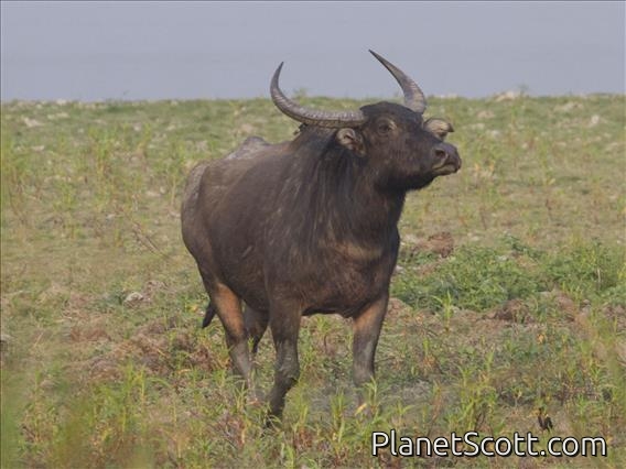 Water Buffalo (Bubalus bubalis)