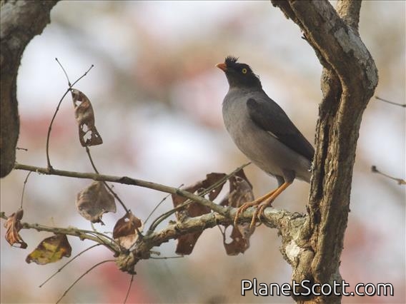 Jungle Myna (Acridotheres fuscus)