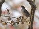 Jungle Myna (Acridotheres fuscus)