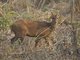 Hog Deer (Axis porcinus)