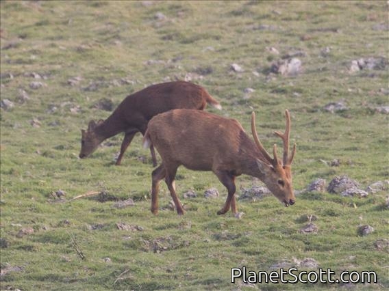 Hog Deer (Axis porcinus)