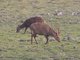Hog Deer (Axis porcinus)