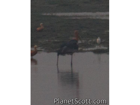 Greater Adjutant (Leptoptilos dubius)
