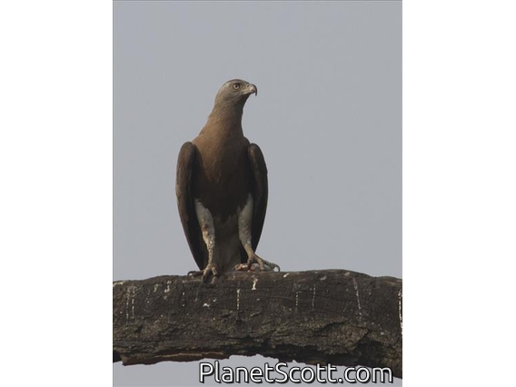 Gray-headed Fish-Eagle (Haliaeetus ichthyaetus)