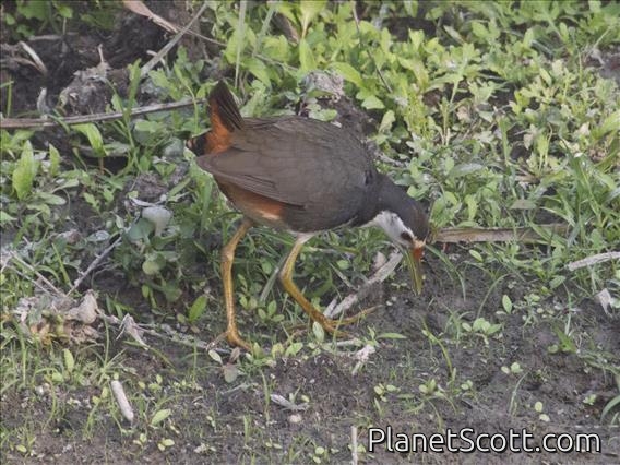 White-breasted Waterhen (Amaurornis phoenicurus)