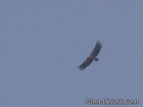 Himalayan Griffon (Gyps himalayensis)