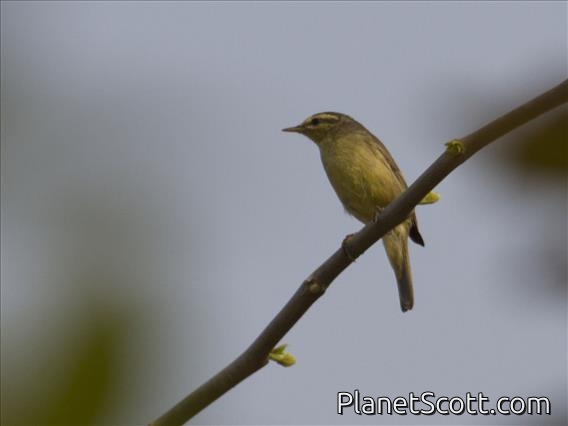 Tickell's Leaf-Warbler (Phylloscopus affinis)